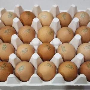 난각번호1번 왕란 40구 유정란 자연방사 동물복지 무항생제 계란 유기농달걀