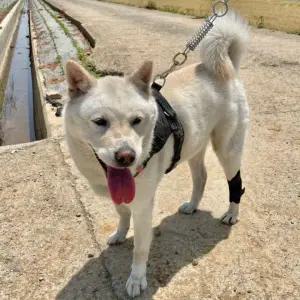 [골드스마일]반려견 무릎 관절 안정 밴드