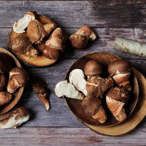 쫄깃한 나주 참송이버섯 500g /1kg (상/못난이 랜덤)