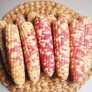 냉동 알록옥수수 20개 (약 14cm) 무료배송 살짝 삶아서 냉동시킨 옥수수 쪽빛누리