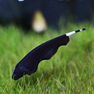 티아쿠아 열대어 블랙 고스트 1마리 관상어