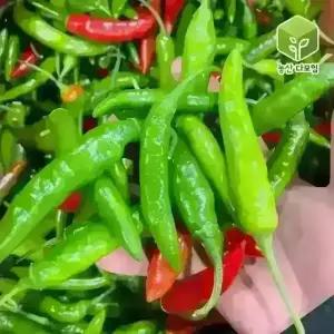 국내산 청양고추 반홍청양고추 10kg