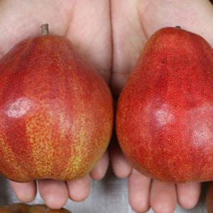 충남 아산 서양배 스위트센세이션 1kg 2kg 국내산 유럽배 붉은배 망고배 선별발송