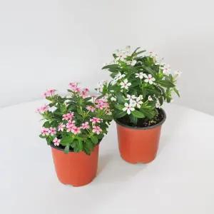 마이플랜트 페어리스타 소형 야생화 꽃모종 일일초 실내화초 플랜테리어