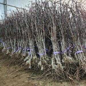 왕대추나무 사과대추묘목 2년생 특묘 유실수