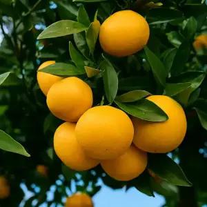 제주 황금향 3kg 가정용 선물세트 프리미엄 제주감귤