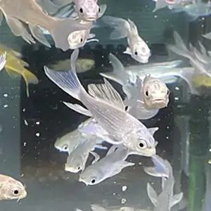 플래티넘버터플라이코이 은잉어 2마리