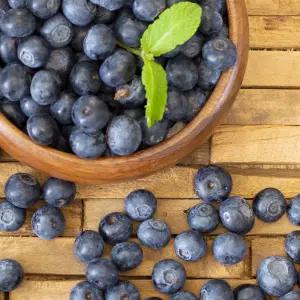 프리미엄 특대과 18mm 생블루베리 6팩, 12팩 (한팩 125g내외)