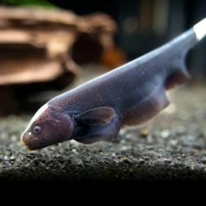 나나아쿠아 열대어 블랙 고스트 1마리