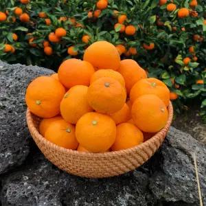 조생 감귤 제주 10kg 귤 2L 사이즈