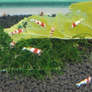 CRS새우 1.2-1.4cm ss급 10마리 관상용 레드비 비쉬림프