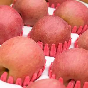 [산지직송] 과즙가득 의성 흠집 사과(소) 10kg