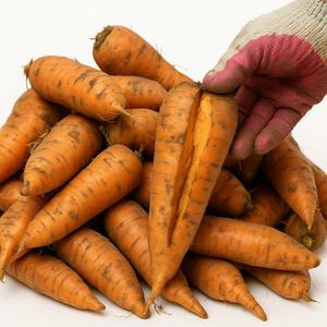 가정용 몬난이 흙당근 5kg 쥬스용/생식용