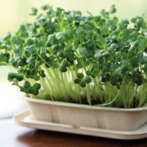 반려식물 새싹채소 키우기 쉬운 실내 식물 재배 키트