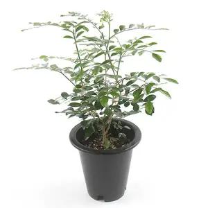 오렌지자스민(대품) 개별배 송