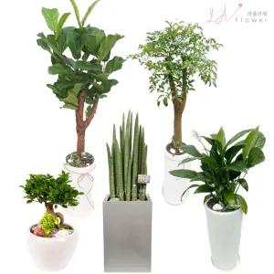 서울 종로구사무실개업화분 종로구 병원개원화분 전국꽃배달 라플라워