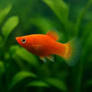 삼각 플래티 5마리