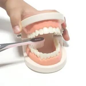 이빨 모형 교구/구강/교육/가짜/실습/학습/치아/덴탈/아동용/유아용/키즈용/어린이/주니어/학교용/학원용