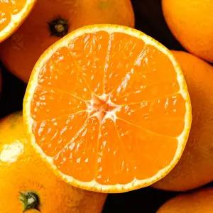 제주의 햇살을 가득 담은 제주 조생귤 10kg (S-2S)