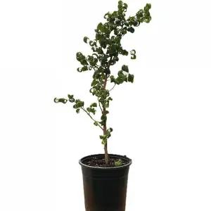 베하몰 실내 화초 바로크 벤자민 86cm 키우기 식물 원예 장식 장식용 인테리어 인테리어용