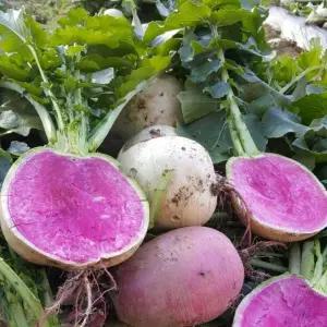 국내산 속이 붉은 동치미용 수박무 3kg (잎포함)