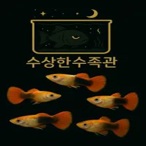 [수상한수족관] [ 구피 ] 하프블랙레드 구피 수컷10마리세트 / 10마리 / 랜덤발송