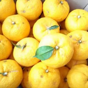 (과일천국) 상큼한 햇 생 유자 10kg