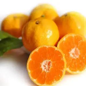 제주 조생 노지 감귤 10kg 대과 (L~2L)