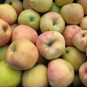 주스용 못난이 사과 10kg