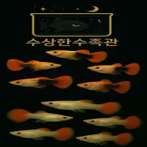 [수상한수족관] [ 구피 ] 하프블랙레드 구피 수컷5+암컷5 세트 / 10마리 / 랜덤발송
