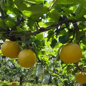 실속용 못난이 나주 추황배 5kg