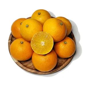 [아침이슬농원]황금비율의 달콤상콤 제주 황금향 4.5kg 중과(가정용)