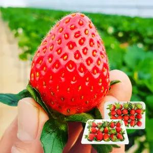 논산 딸기 설향 한입과 특과 당일수확 딸기 겨울 생딸기