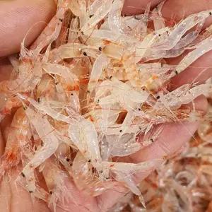 김장새우 동백하 3kg 김장용생새우