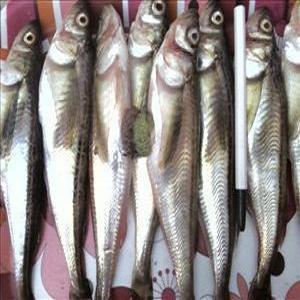 생물급냉 알도루묵 20cm내외 20마리 급냉