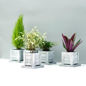 공기정화 식물+시멘트블럭화분 세트 42종 택 / 금사철 고무나무 금전수 천량금 율마