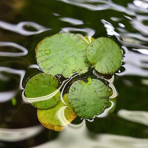 아마존 프로그비트 3뿌리(부상수초) - (치어은신처)