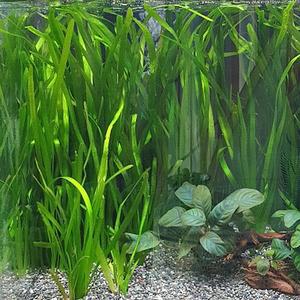 [신세계수족관] 후경수초 발리스네리아 5촉