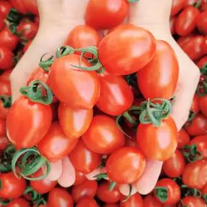 [파인밀] 스테비아 방울 토마토 / 대추 방울 토마토 골라담기