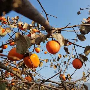 지금이야 달콤한 대봉감 10kg  랜덤발송(홍시,곶감용)