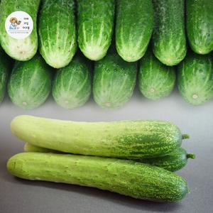 야과몰 아삭하고 달달한 국내산 수분가득 백오이 5kg
