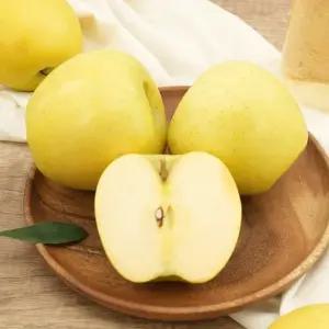 [자연품애]경북 가정용 시나노골드 사과 10kg 중대과