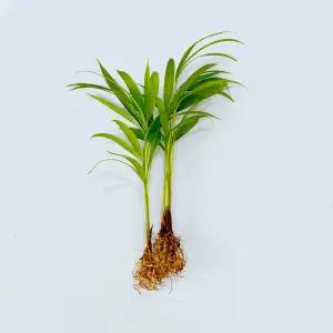 아레카야자 세척 모종 소형 수경재배식물 키우기쉬운 인테리어 공기정화식물