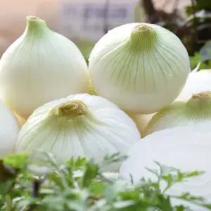 간편한 무안 깐양파 5kg