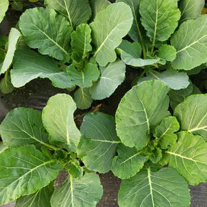 진천 쌈케일 2kg 쌈채소 GAP인증 하우스재배 균일한 품질 손바닥크기