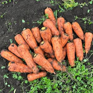 국내산 흙당근 특 10kg 햇당근 제주 구좌당근