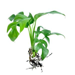 글라스가든 뿌리 세척 히메 몬스테라 모종 관엽식물 수경재배 수생 식중 희귀귀