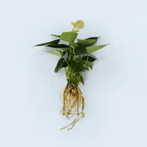안스리움 바닐라 세척 모종 소형 수경재배 식물 키우기쉬운 인테리어 실내공기정화 식물