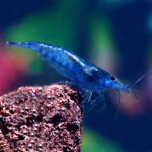 [춘자네수족관]관상 새우, 극상 블루벨벳 쉬림프[5마리]