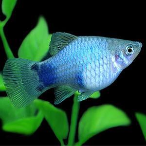 [춘자네수족관]열대어, 블루플래티 [2마리]